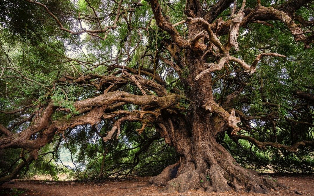 Protecting Palestinian Olive Trees