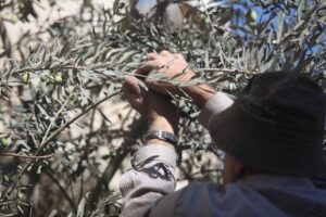 Olive Harvest