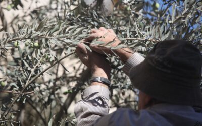 Working in Solidarity with Palestinian Olive Farmers