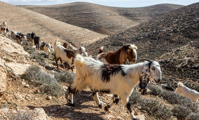 Taking Abusive Settler Regional Councils to Court