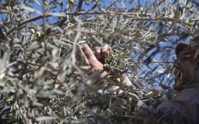 Standing up for the Land Rights of West Bank Palestinian Farmers